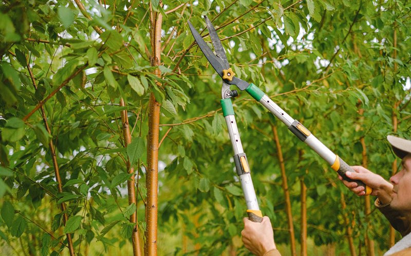 Tree trimming in Northwood, ND